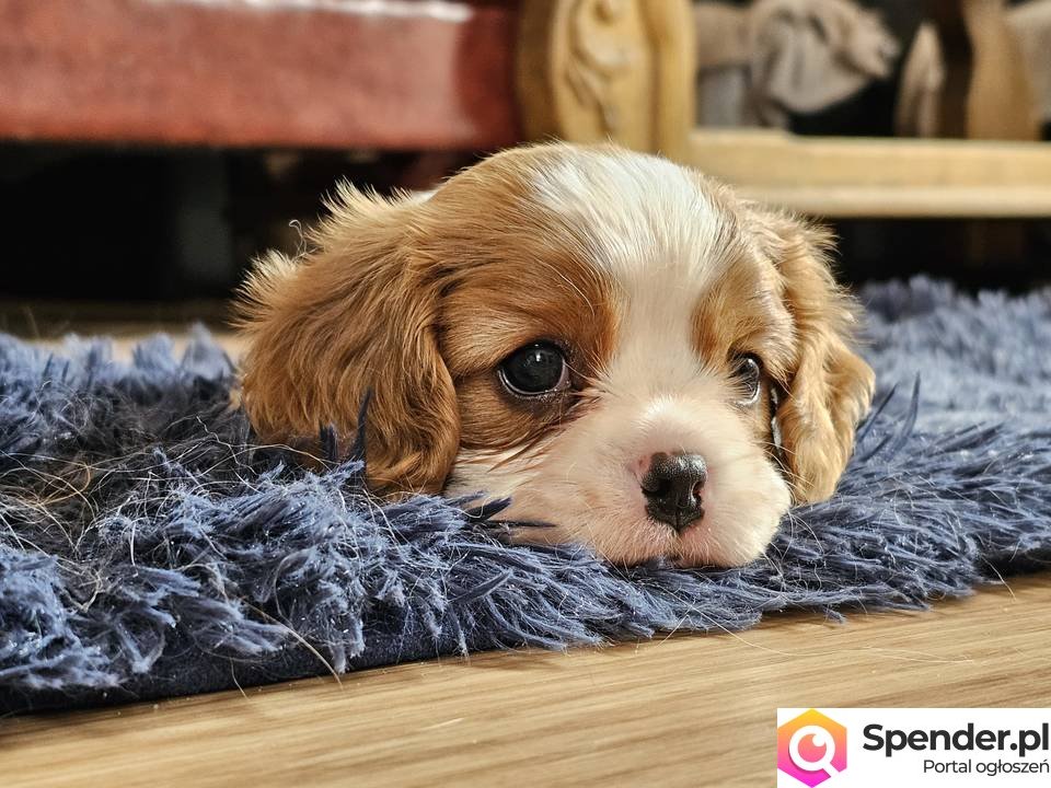 Cavalier king charles spaniel FCI ZKwP szczeniaki (Klonowo)