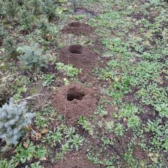 Wypożyczę wiertnicę spalinową, świder glebowy