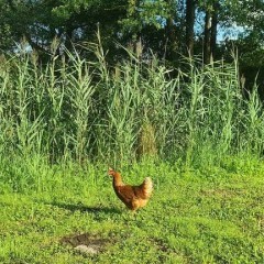 Całoroczne Apartamenty nad jeziorem Lubie w Lubieszewie