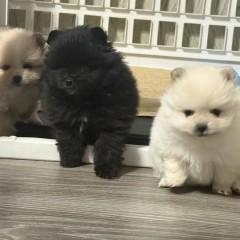 Szpic miniaturowy Pomeranian suczka