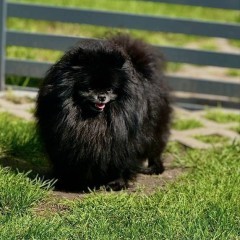 Szpic miniaturowy Pomeranian suczka