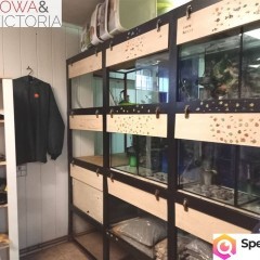 Lokal na parterze przy ruchliwej ulicy