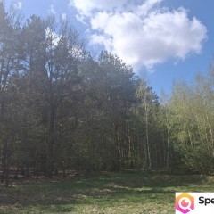 Sprzedam siedlisko z dużą działką w dolinie rzeki Giełczwi.