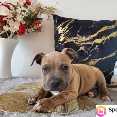 Rodzinne maluchy Amstaff!