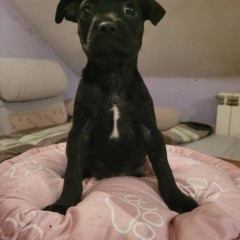 Rodzinne maluchy Amstaff!