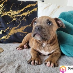Rodzinne maluchy Amstaff!