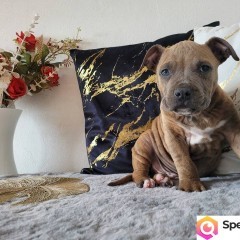 Rodzinne maluchy Amstaff!