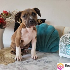 Rodzinne maluchy Amstaff!