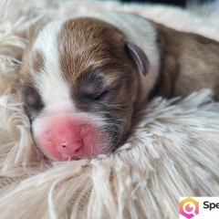 Rodzinne maluchy Amstaff!