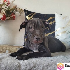 Rodzinne maluchy Amstaff!