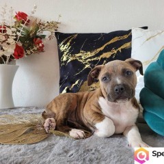 Rodzinne maluchy Amstaff!