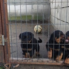 Szczeniak Rottweiler