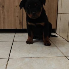 Szczeniak Rottweiler