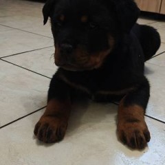 Szczeniak Rottweiler