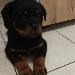 Szczeniak Rottweiler
