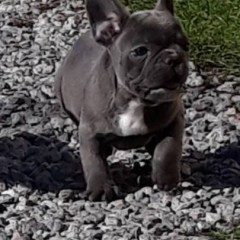 Buldog Francuski piesek niebieski piekny