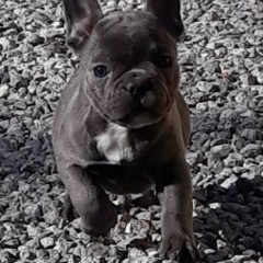 Buldog Francuski piesek niebieski piekny