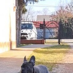 Buldog Francuski piesek niebieski piekny