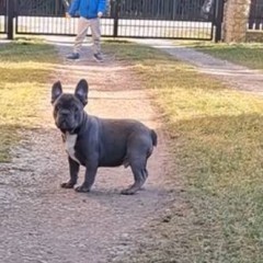 Buldog Francuski piesek niebieski piekny
