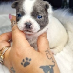 Piesek Chihuahua. Niebieski biały.