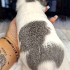 Piesek Chihuahua. Niebieski biały.