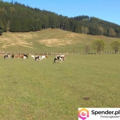 sprzedam gospodarstwo rolne
