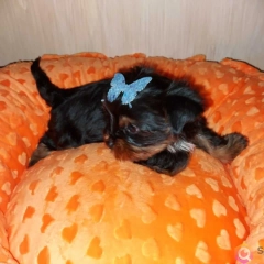 York Yorkshire Terrier Biewer Black Tan
