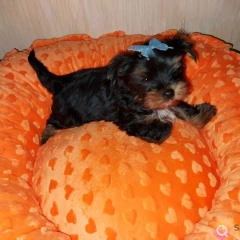 York Yorkshire Terrier Biewer Black Tan