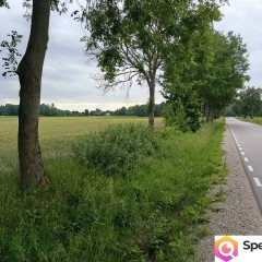 Syndyk sprzeda - Nowy Szczeglin